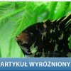 Akwarystyka