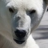mis polarny