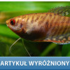 prętnik karłowaty
