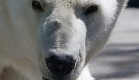mis polarny