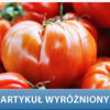 pomidory